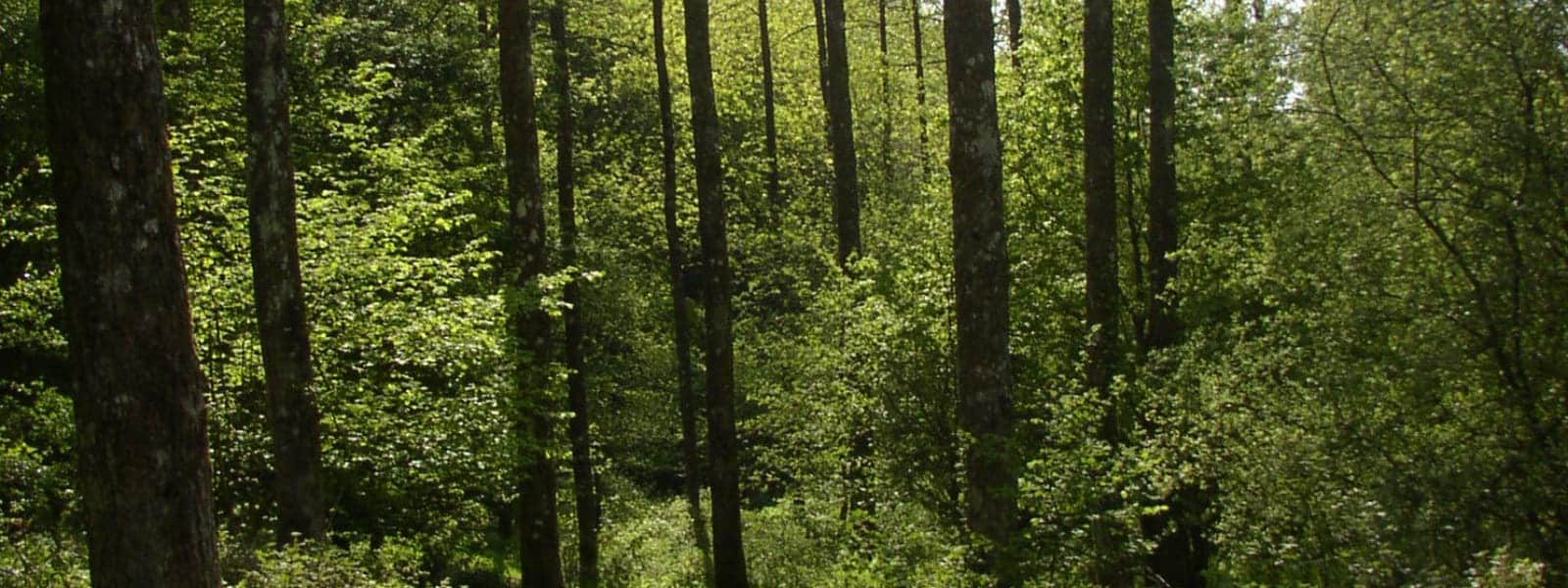 Woodland habitat naturedays.co.uk